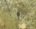 Discoglossus sardus